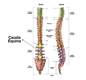 Cauda Equina